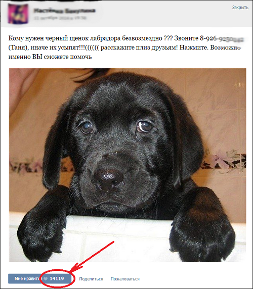 dog.png